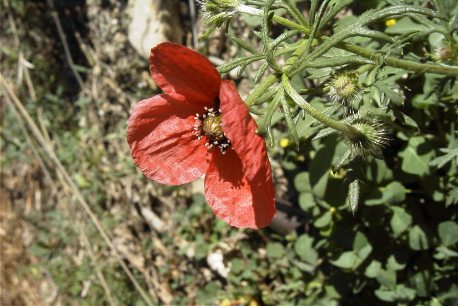 2008-03-23-028-Adonis-annua