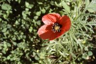 2008-03-23-029-Adonis-annua