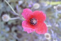 2008-03-23-030-Adonis-annua