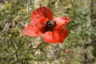 2008-03-23-031-Adonis-annua