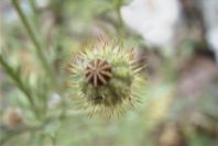 2008-03-23-032-Adonis-annua