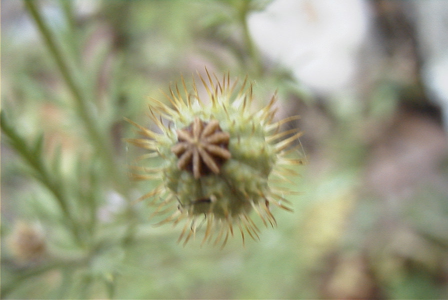 2008-03-23-032-Adonis-annua