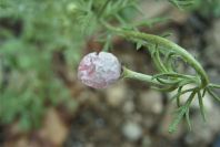 2008-03-23-033-Adonis-annua