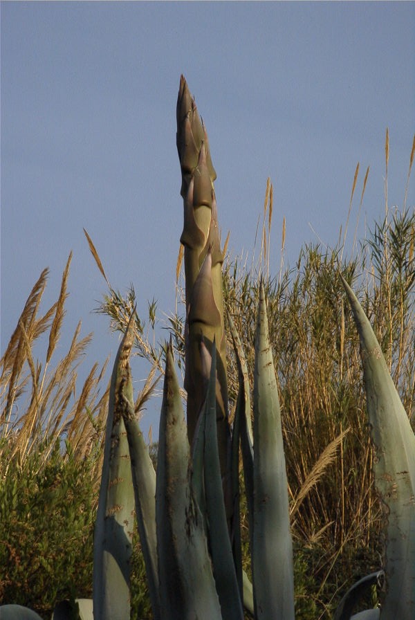 2008-03-23-034-Agave-americana