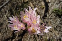 2008-03-23-036-Allium-roseum