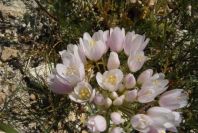 2008-03-23-037-Allium-roseum