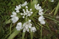 2008-03-23-038-Allium