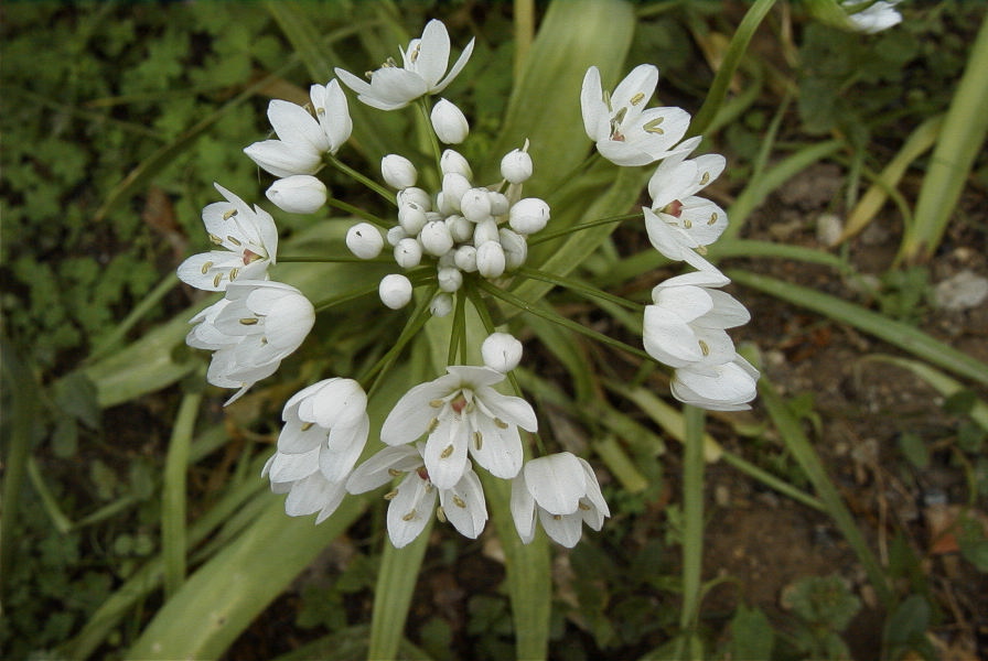 2008-03-23-038-Allium