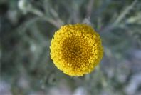 2008-03-23-039-Anacyclus-valentinus
