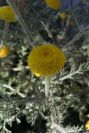 2008-03-23-040-Anacyclus-valentinus