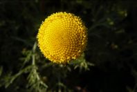 2008-03-23-041-Anacyclus-valentinus