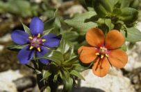 2008-03-23-043-Anagallis-arvensis