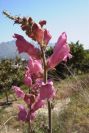 2008-03-23-044-Antirrhinum-barrelieri