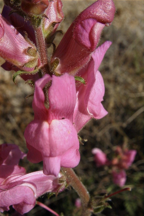 2008-03-23-045-Antirrhinum-barrelieri