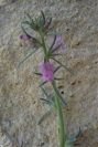 2008-03-23-046-Antirrhinum-orontium