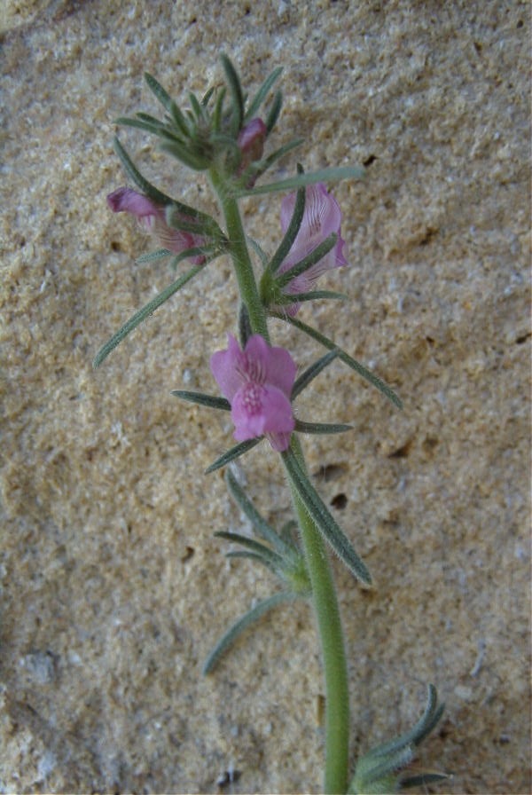 2008-03-23-046-Antirrhinum-orontium