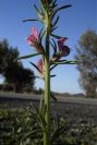 2008-03-23-047-Antirrhinum-orontium
