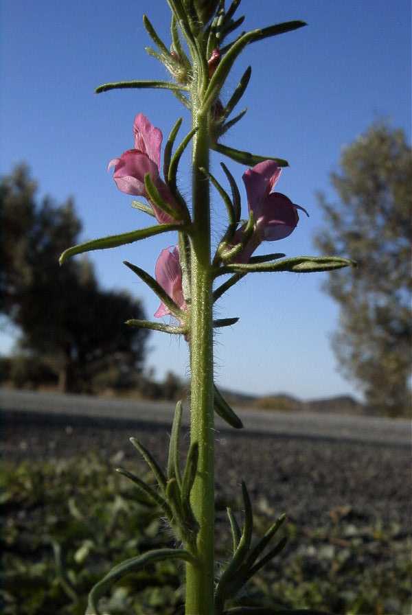 2008-03-23-047-Antirrhinum-orontium