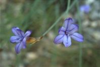 2008-03-23-048-Aphyllanthes-monspeliensis