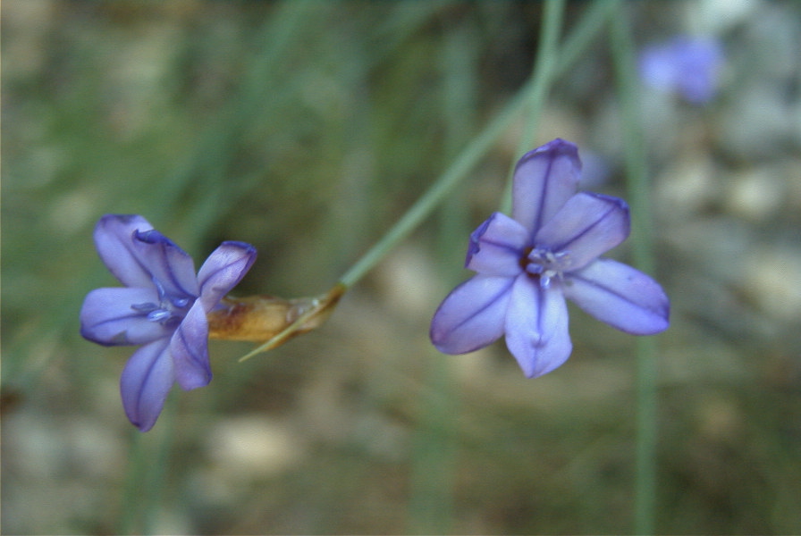 2008-03-23-048-Aphyllanthes-monspeliensis