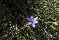 2008-03-23-049-Aphyllanthes-monspeliensis