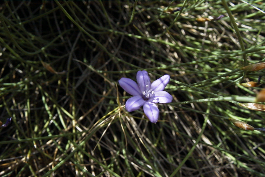 2008-03-23-049-Aphyllanthes-monspeliensis