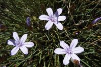2008-03-23-050-Aphyllanthes-monspeliensis
