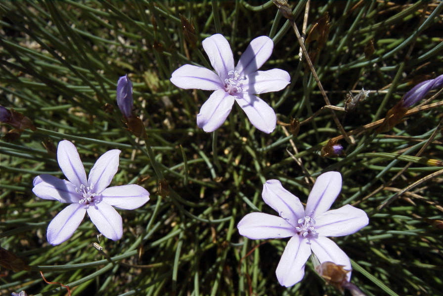 2008-03-23-050-Aphyllanthes-monspeliensis