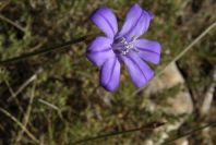 2008-03-23-051-Aphyllanthes-monspeliensis