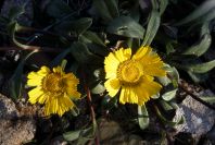 2008-03-23-053-Asteriscus