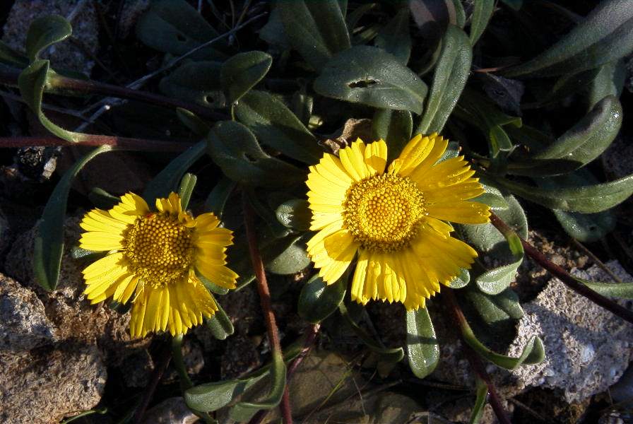 2008-03-23-053-Asteriscus