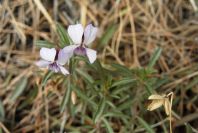 2008-03-23-054-Violets