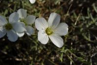 2008-03-23-055-Arenaria