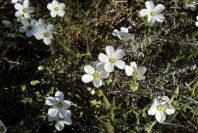 2008-03-23-056-Arenaria