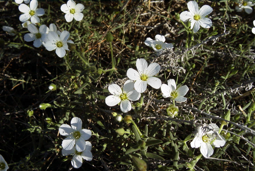 2008-03-23-056-Arenaria
