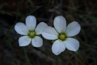 2008-03-23-057-Arenaria