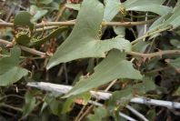 2008-03-23-059-Aristolochia