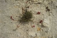 2008-03-23-060-Astragalus-monspessulanus