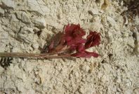2008-03-23-061-Astragalus-monspessulanus