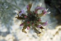 2008-03-23-063-Astragalus-monspessulanus