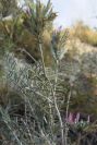 2008-03-23-064-Astragalus-monspessulanus