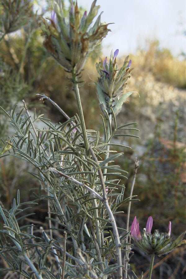 2008-03-23-064-Astragalus-monspessulanus