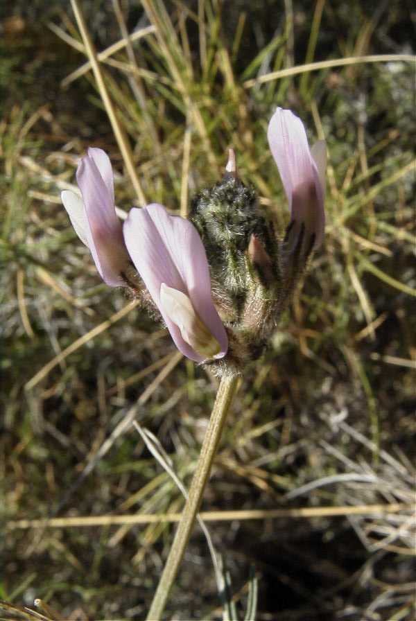 2008-03-23-065-Astragalus-monspessulanus