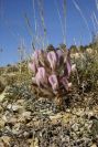 2008-03-23-066-Astragalus-monspessulanus