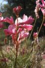 2008-03-23-067-Astragalus-monspessulanus