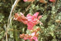 2008-03-23-068-Astragalus-monspessulanus