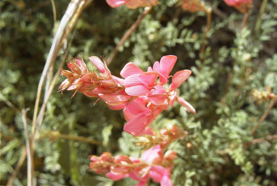 2008-03-23-068-Astragalus-monspessulanus