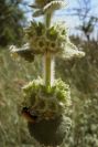 2008-03-23-069-Ballota-hirsuta