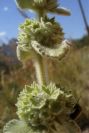 2008-03-23-070-Ballota-hirsuta