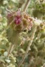 2008-03-23-071-Ballota-hirsuta